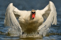 Labut velka - Cygnus olor - Mute Swan 8705